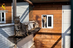 В Испании арестовали пару, которая ввозила экзотические виды кошек из Беларуси и продавала их